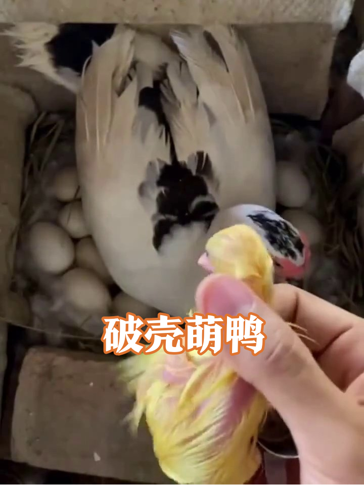 鸭子孵蛋被“偷袭”,破壳瞬间萌化了!