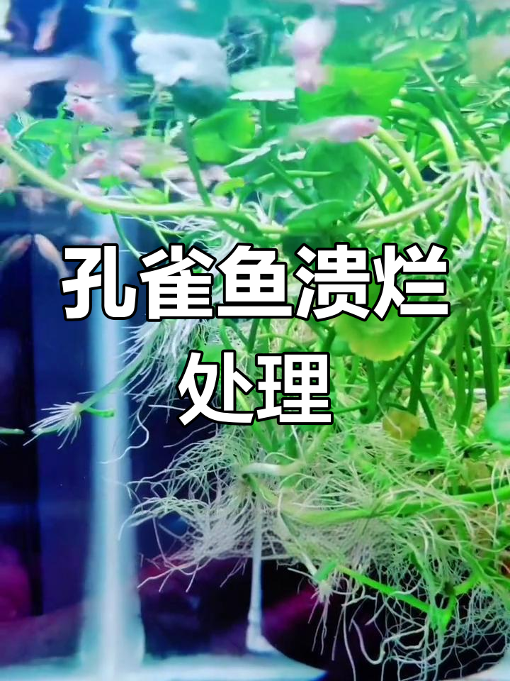 孔雀鱼溃烂原因及治疗方法