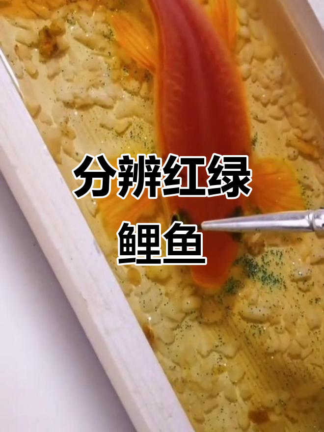 红鲤鱼和绿鲤鱼的傻傻分不清，手绘创意大比拼