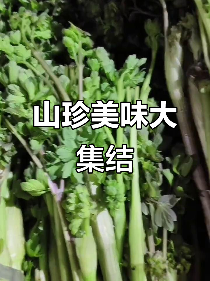 东北山野菜丰富,种类繁多,口感独特