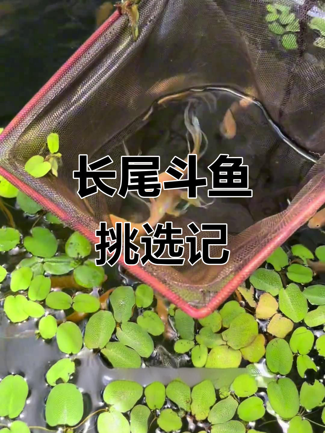 黄金九到十公分长尾斗鱼,太阳下挑选优质品种