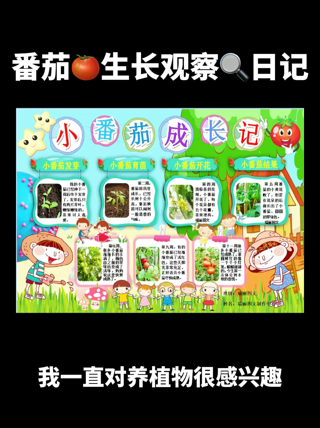 番茄生长观察日记植物成长小报小学生手抄报