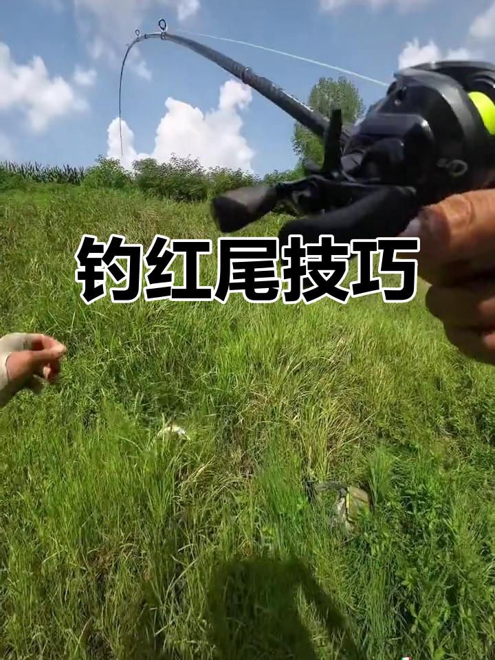 红尾鱼活跃，流水标点必试！长舌米诺效果更佳