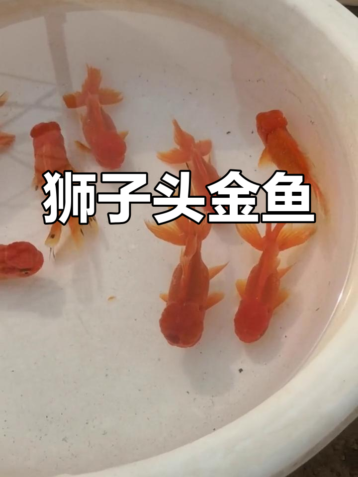 金鱼狮子头,威猛霸气,肉瘤包裹脸颊,尽显健硕之美