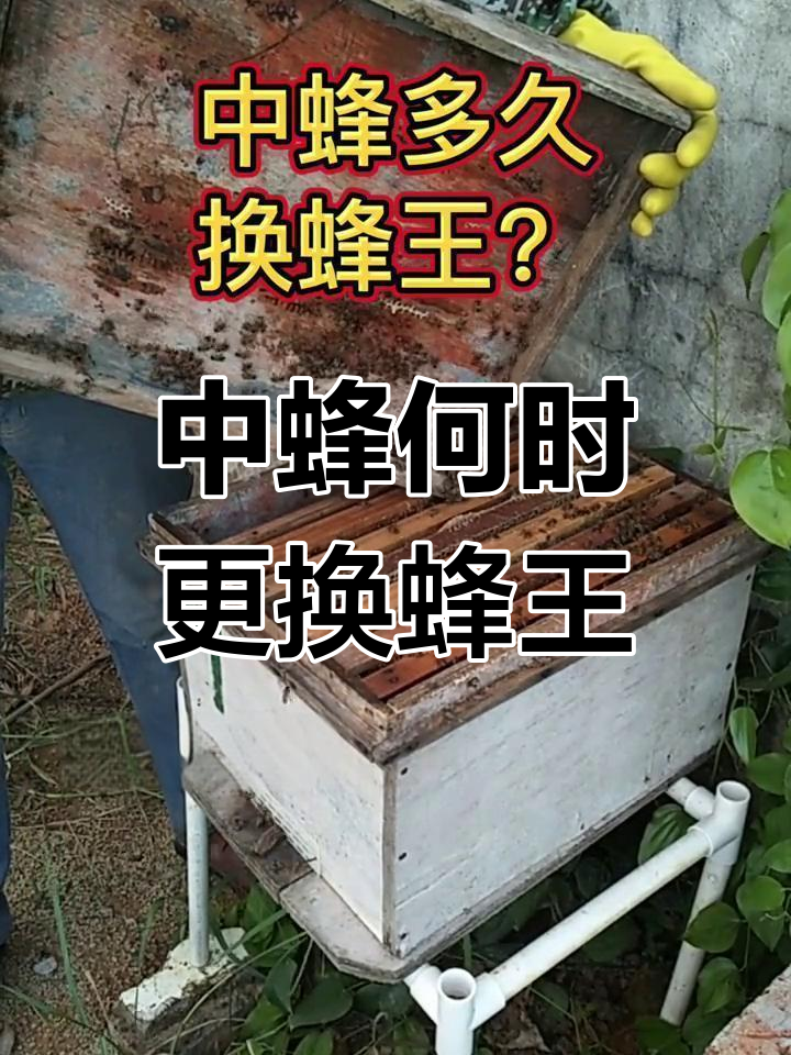 中蜂多久换一次王?揭秘东方蜜蜂的繁殖规律