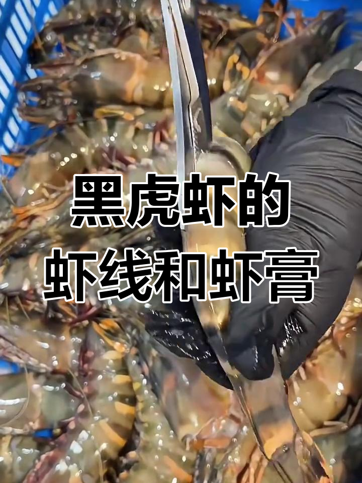 虾线与虾膏的区别,黑虎虾内部结构揭秘