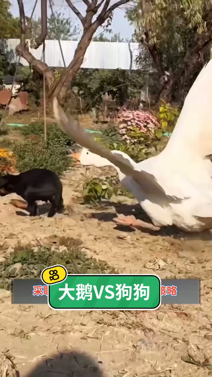 大鹅VS狗狗，记录可爱动物