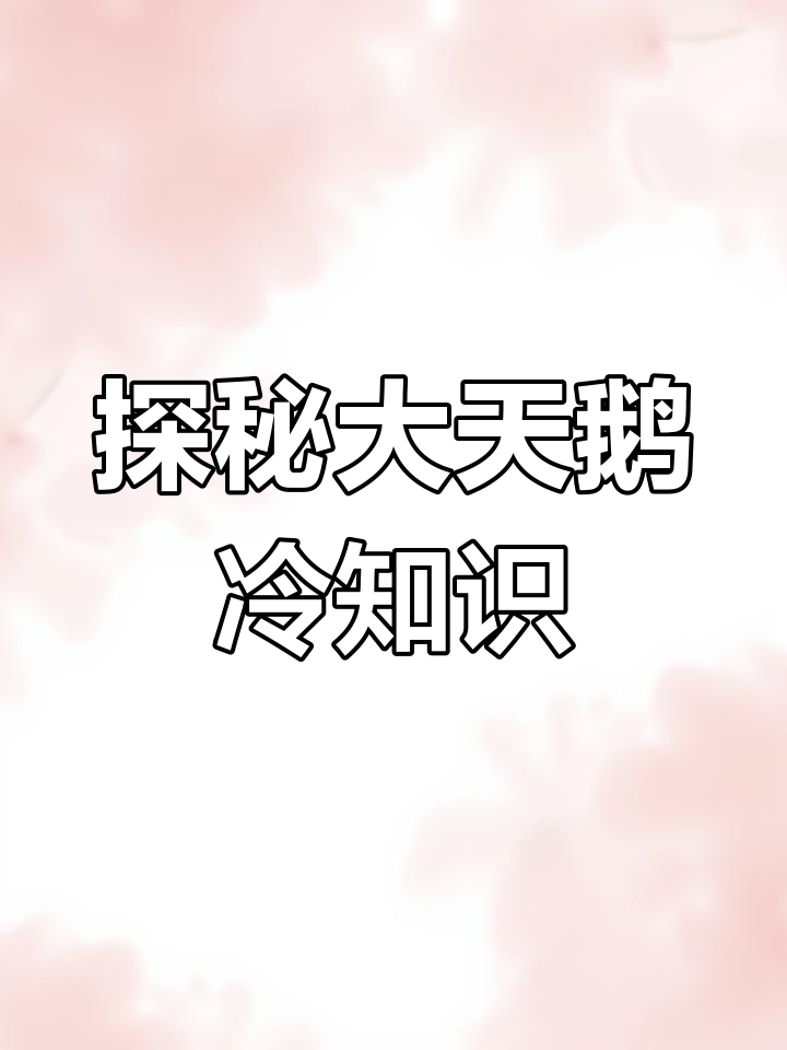 大天鹅的飞行奇迹与爱情忠贞