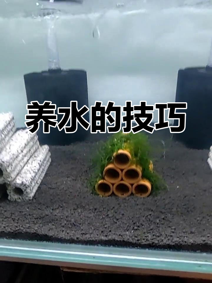 如何正确养水,让水晶虾健康成长