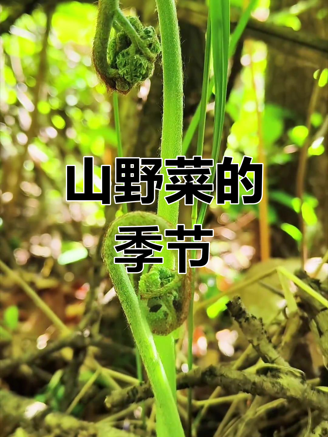 东北山野菜,大自然的馈赠,五个月后又能享受美味!