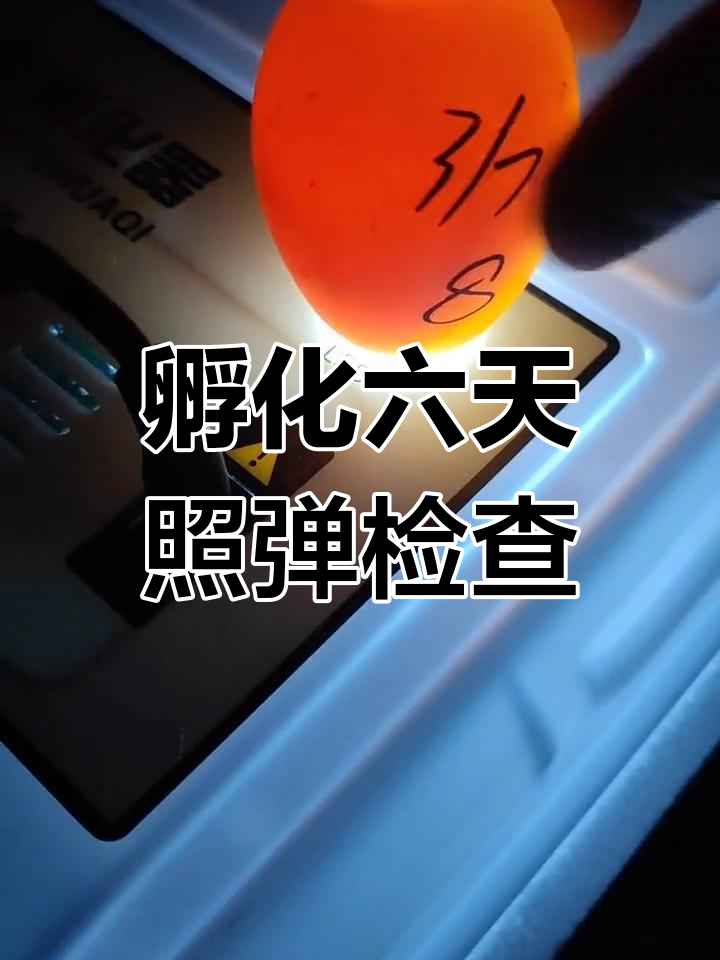孵化第六天,首次照蛋发现死胎弱胎