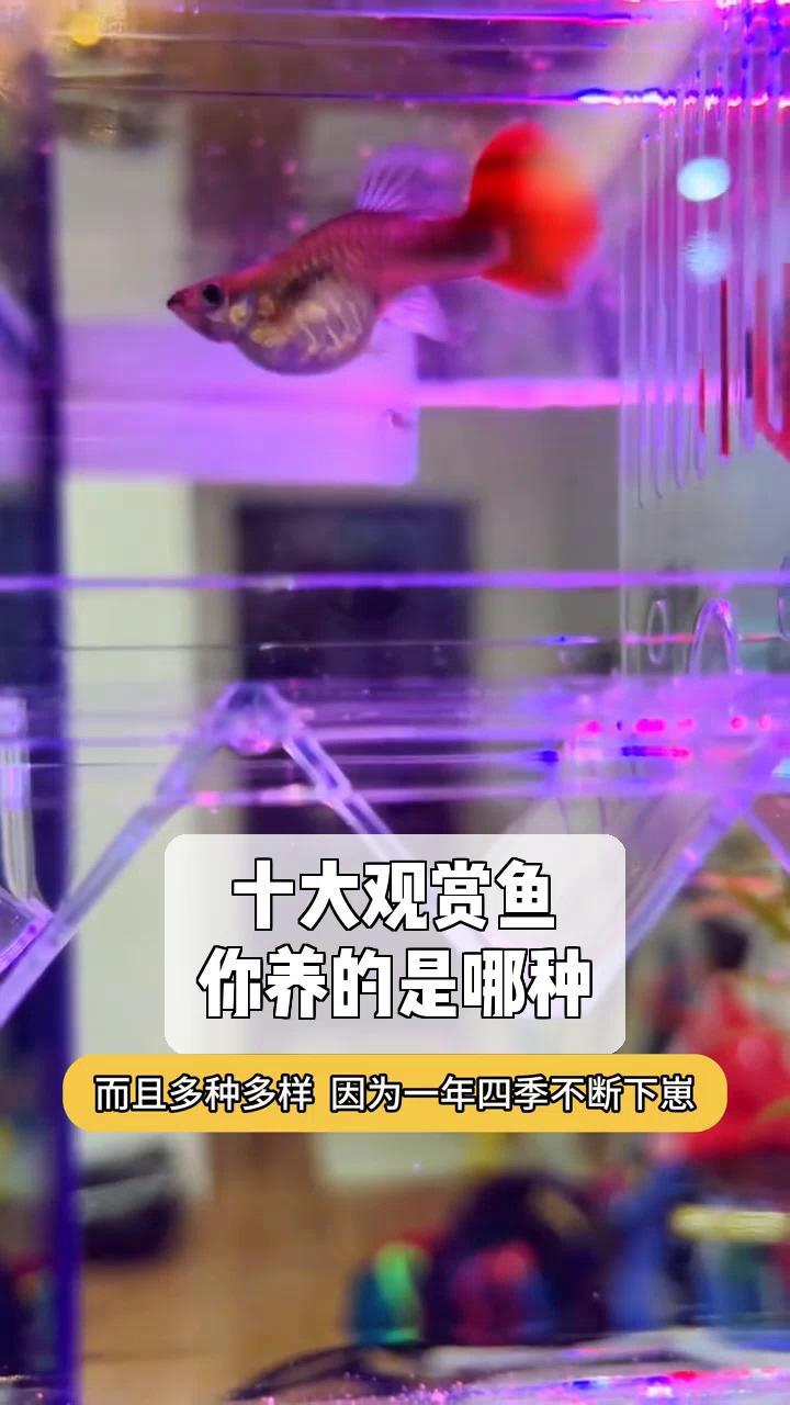 十大观赏鱼,你养的是哪种?