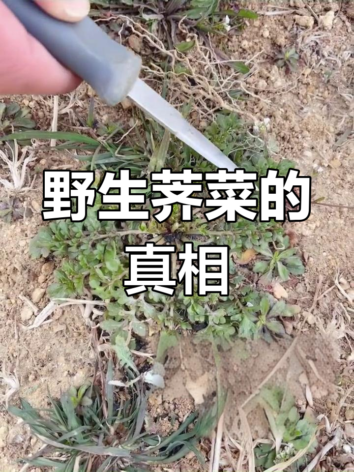 荠菜种类与生长环境解析
