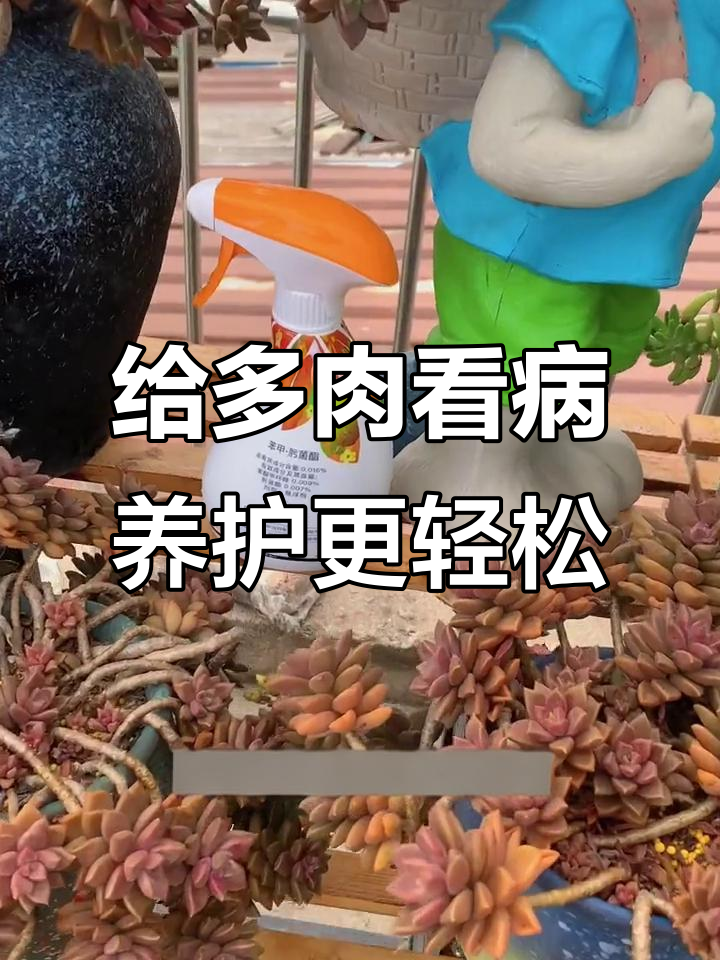 多肉植物常见病害识别与防治技巧
