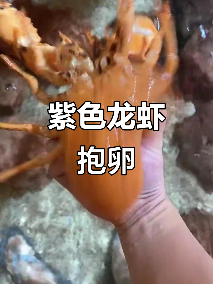 紫龙虾抱卵,钳子太凶猛了!