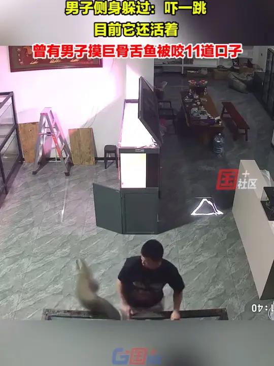 11月11日,云南临沧。巨骨舌鱼“发飙”跳出缸,重重落地,留下红色印记。主人:它受惊导致的