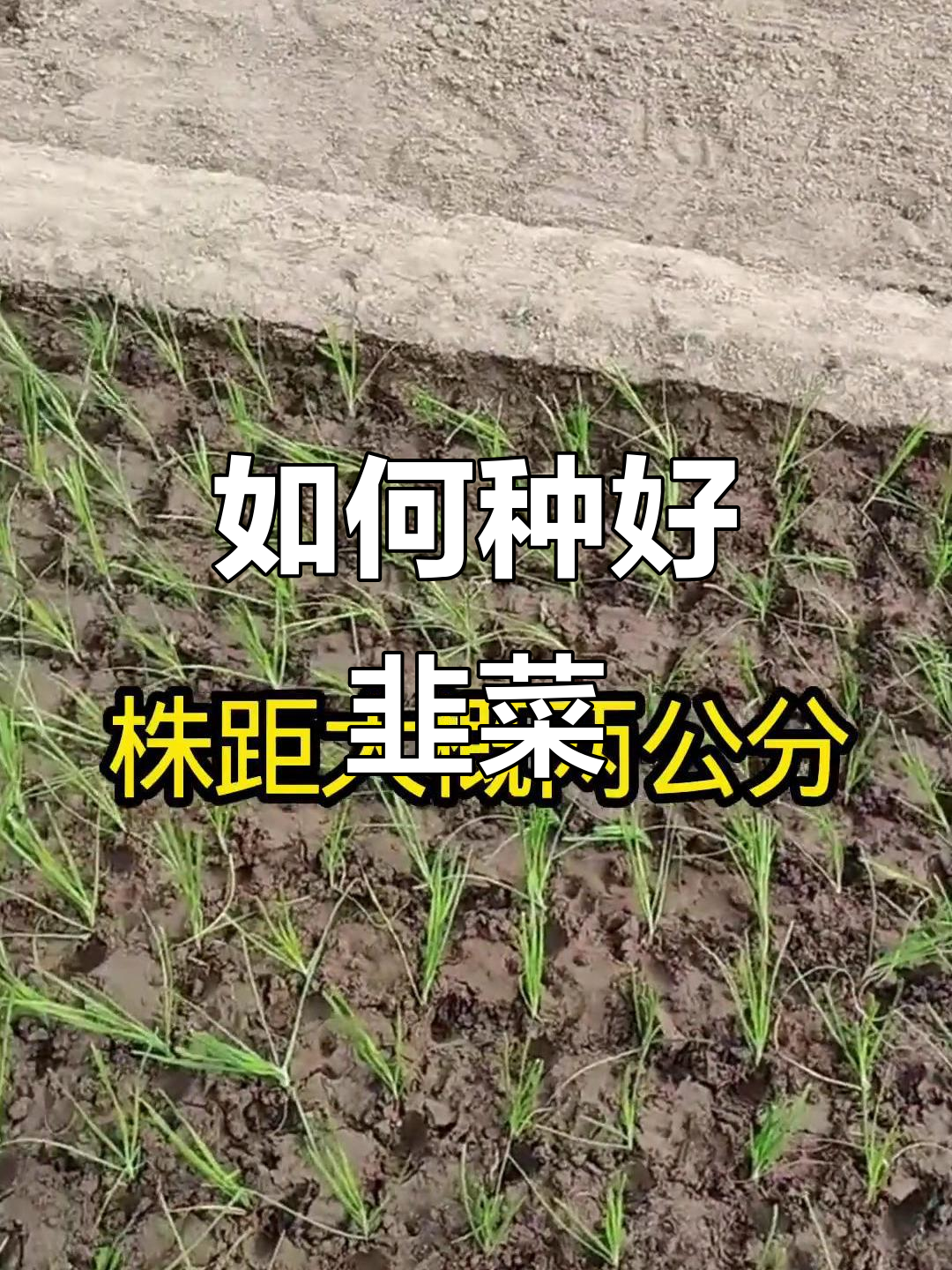 韭菜种植技巧:行距株距全解析