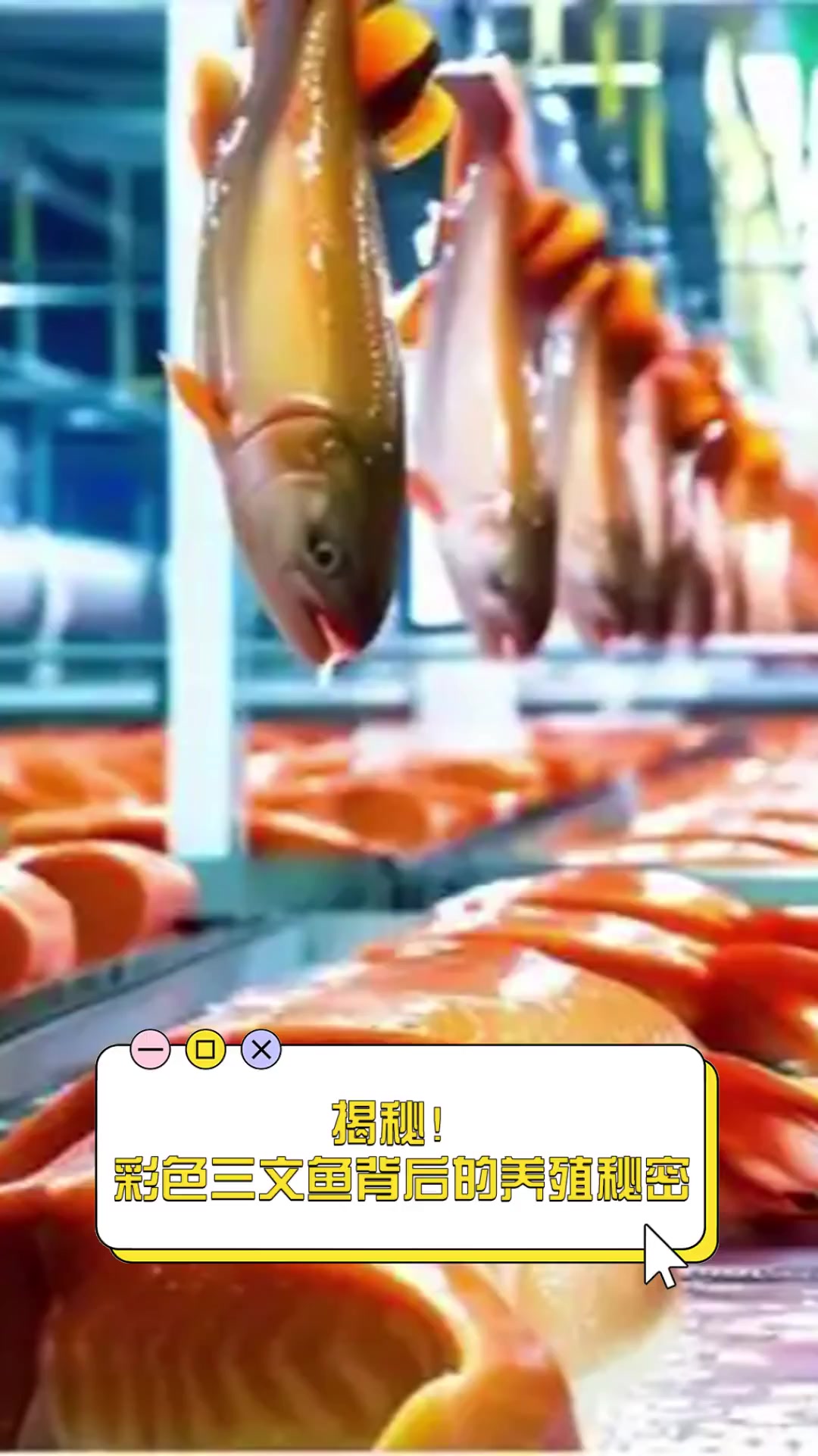 揭秘!彩色三文鱼背后的养殖秘密