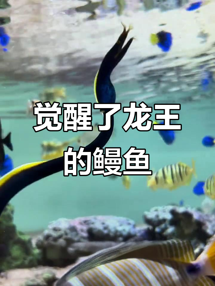 龙王血脉觉醒,鳗鱼变霸气了!