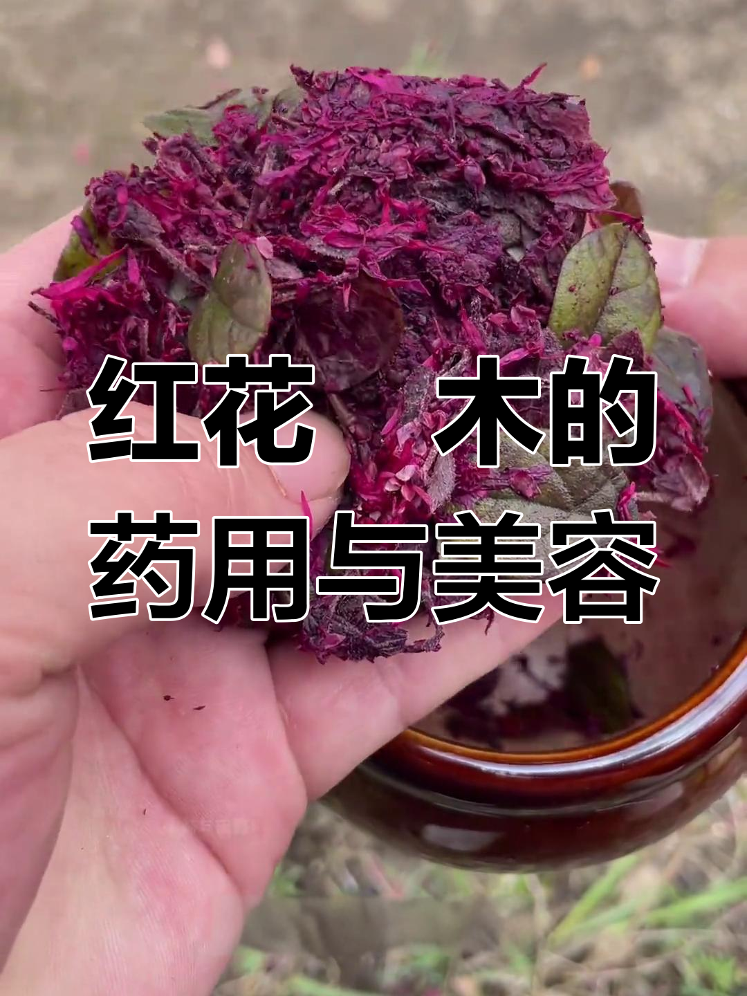 红花檵木的秘密:药王植物的神奇价值与美丽用途