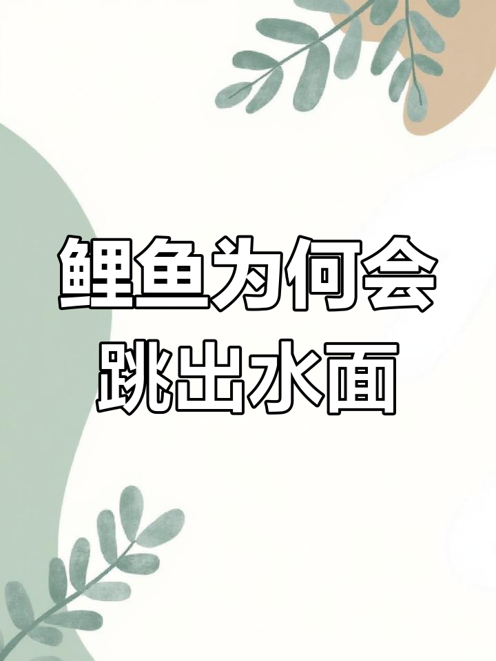 鲤鱼跳水背后的原因解析
