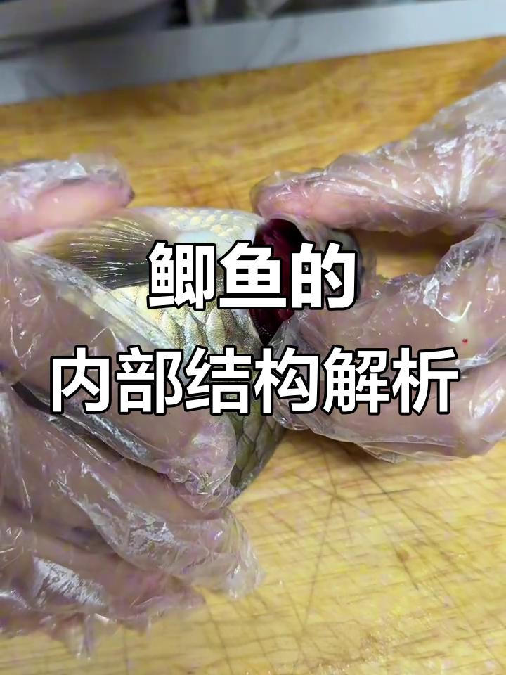 解剖鲫鱼,揭秘鳞片与内脏的奥秘
