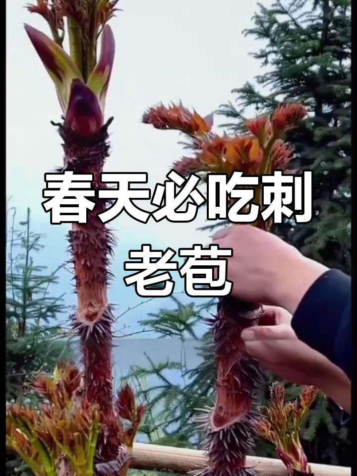 春天的美味刺老苞,蛋白质丰富口感鲜嫩