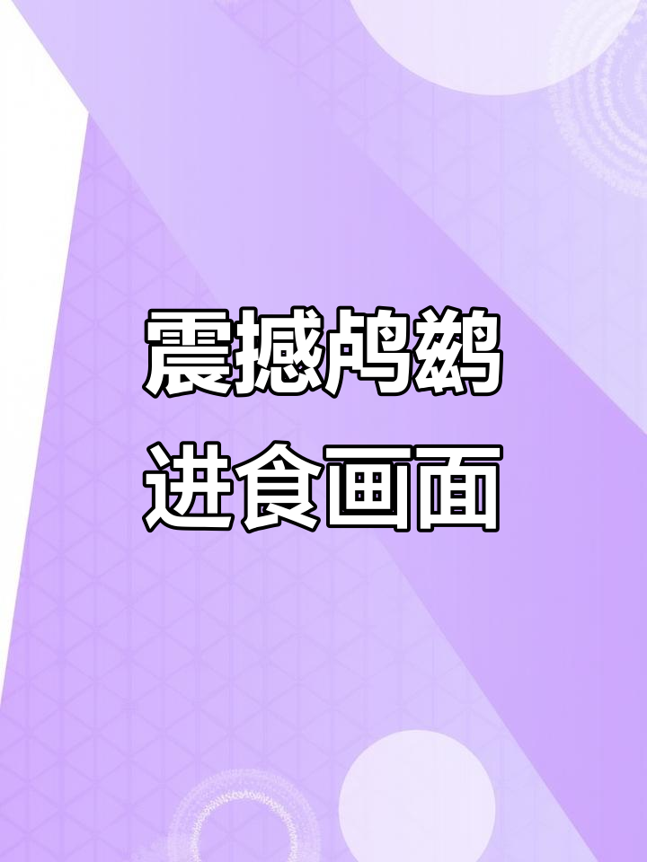 鸬鹚捕食瞬间,食管竟如此粗大!