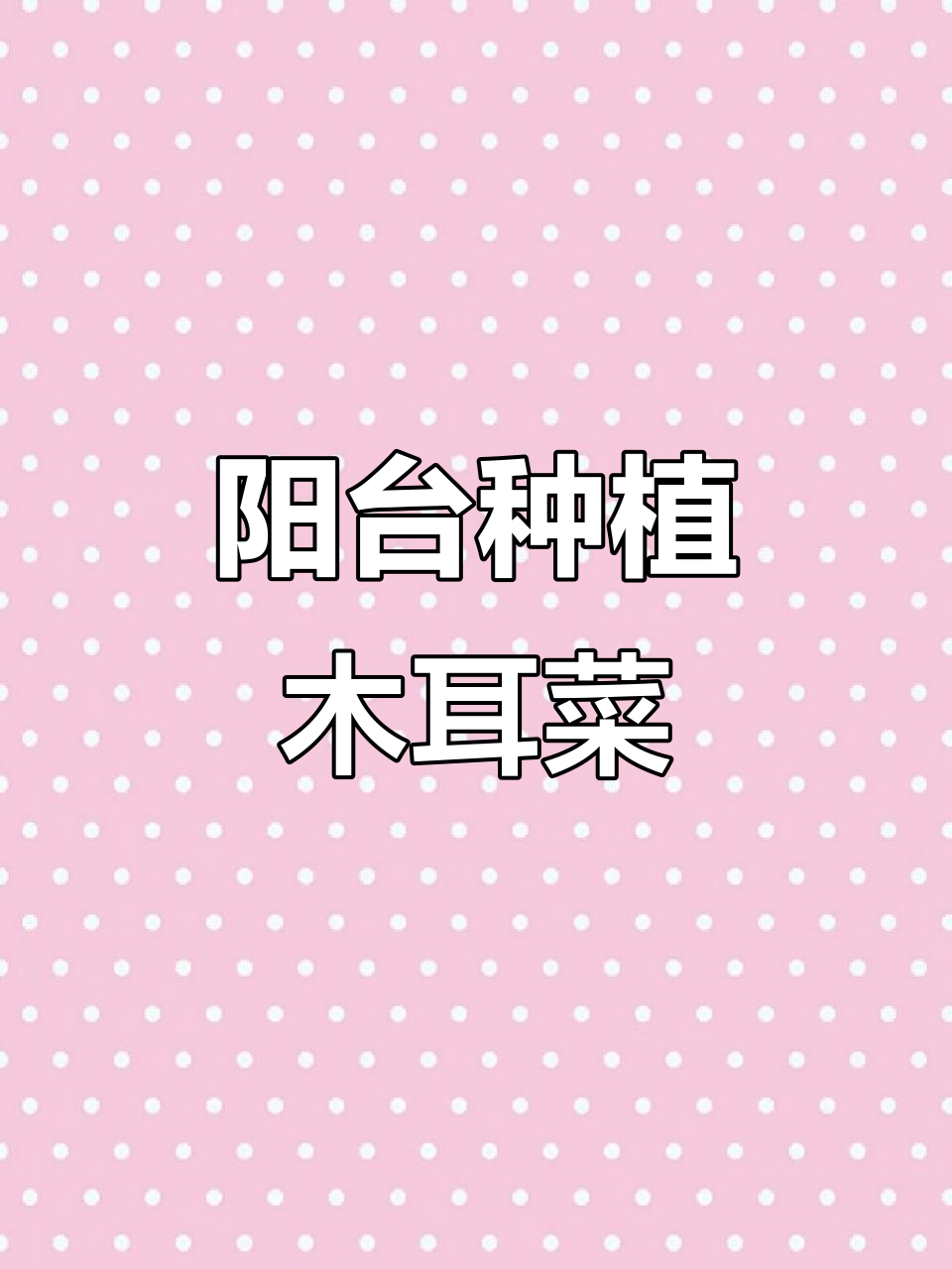阳台种木耳菜,四季常绿,轻松栽培!