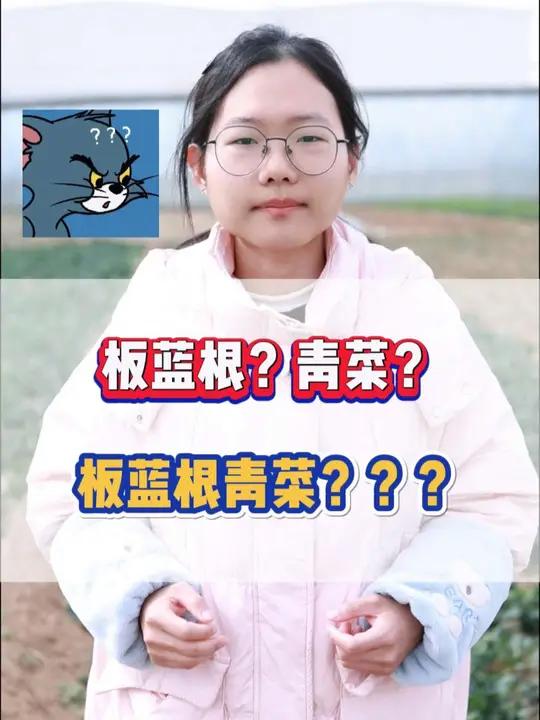 板蓝根?青菜?板蓝根青菜?