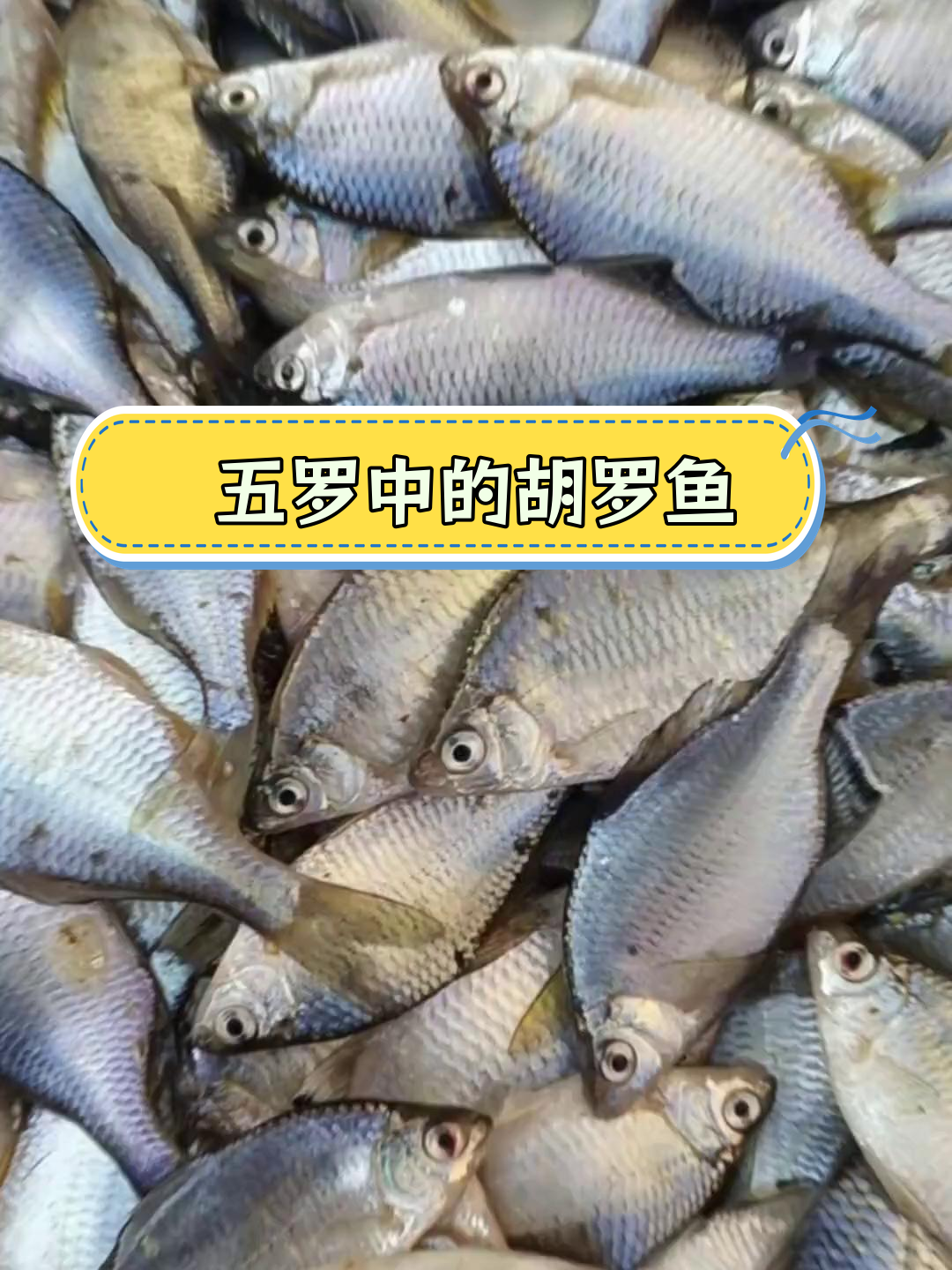 胡罗鱼为何能入选五罗?