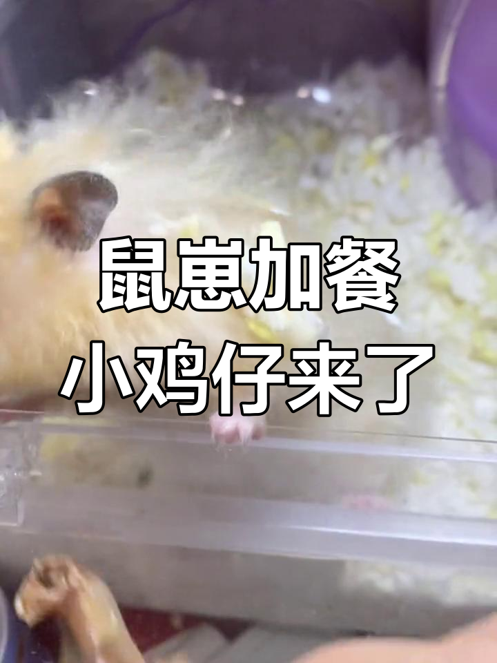 鼠崽终于吃上了心仪的小鸡仔,半个月的惦记一朝满足