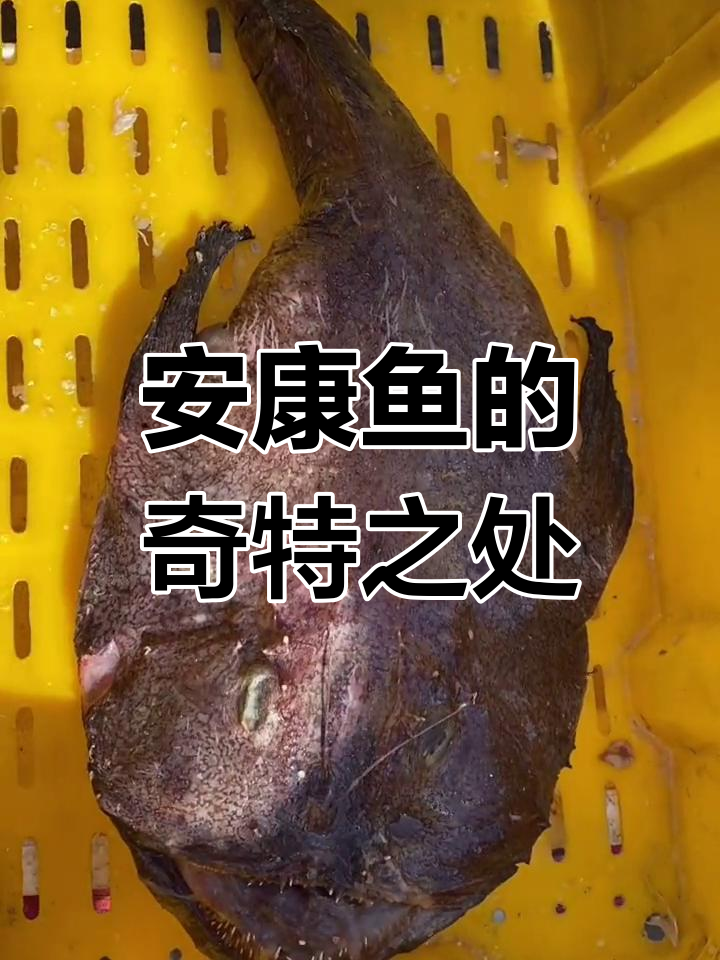 菜市场偶遇安康鱼,头上的“靴子”竟是钓鱼竿