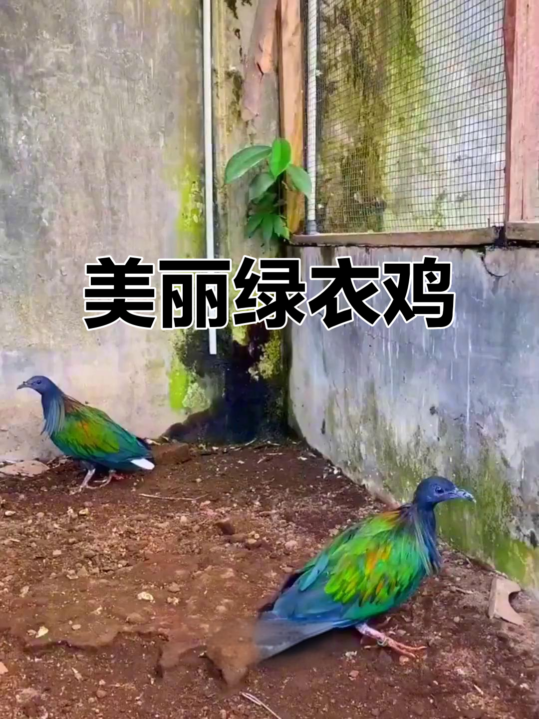 绿衣鸡:七彩羽毛,五谷杂粮爱好者