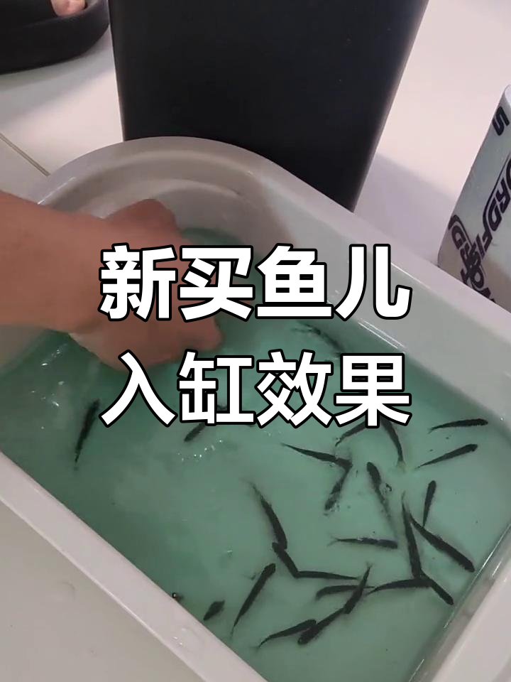 溪流缸必备鱼种,冻冰后依然存活