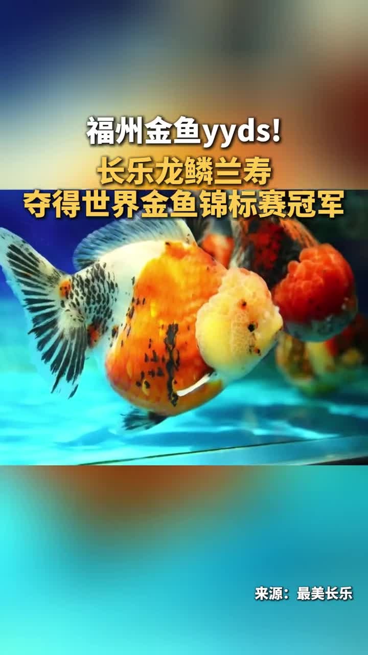 福州金鱼,yyds!近期,长乐龙鳞兰寿夺得2025“长城杯”世界金鱼锦标赛冠军!