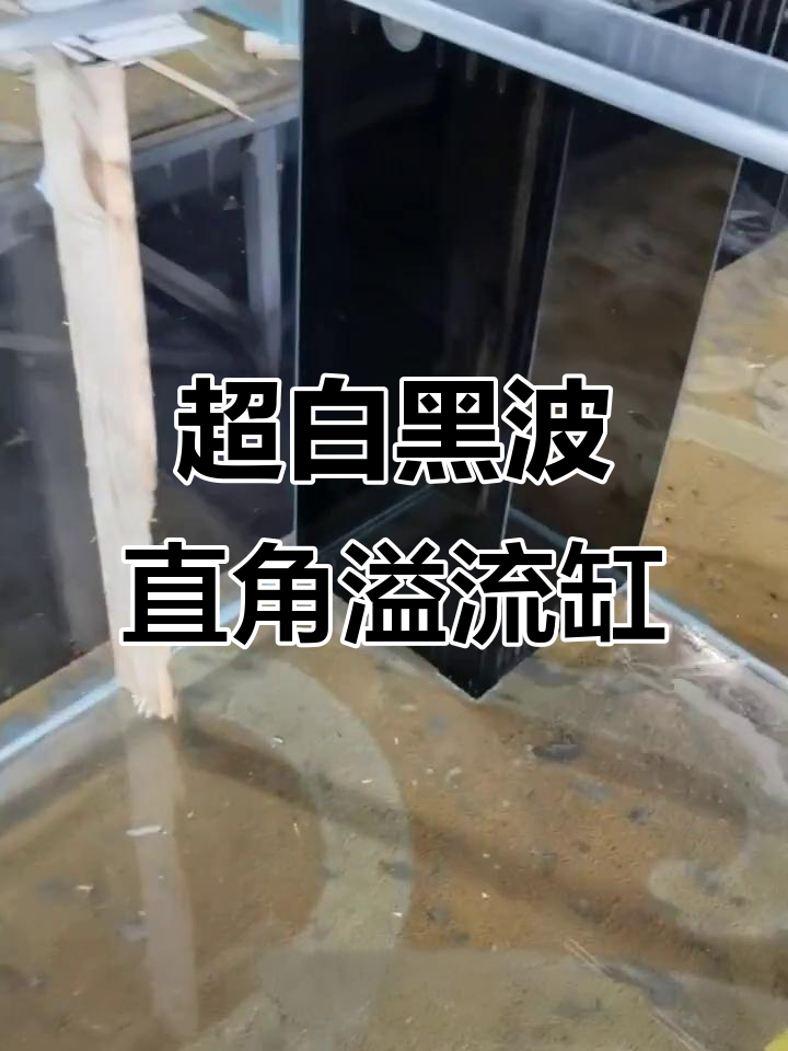黑波直角溢流鱼缸,超白玻璃设计,适合养什么鱼?