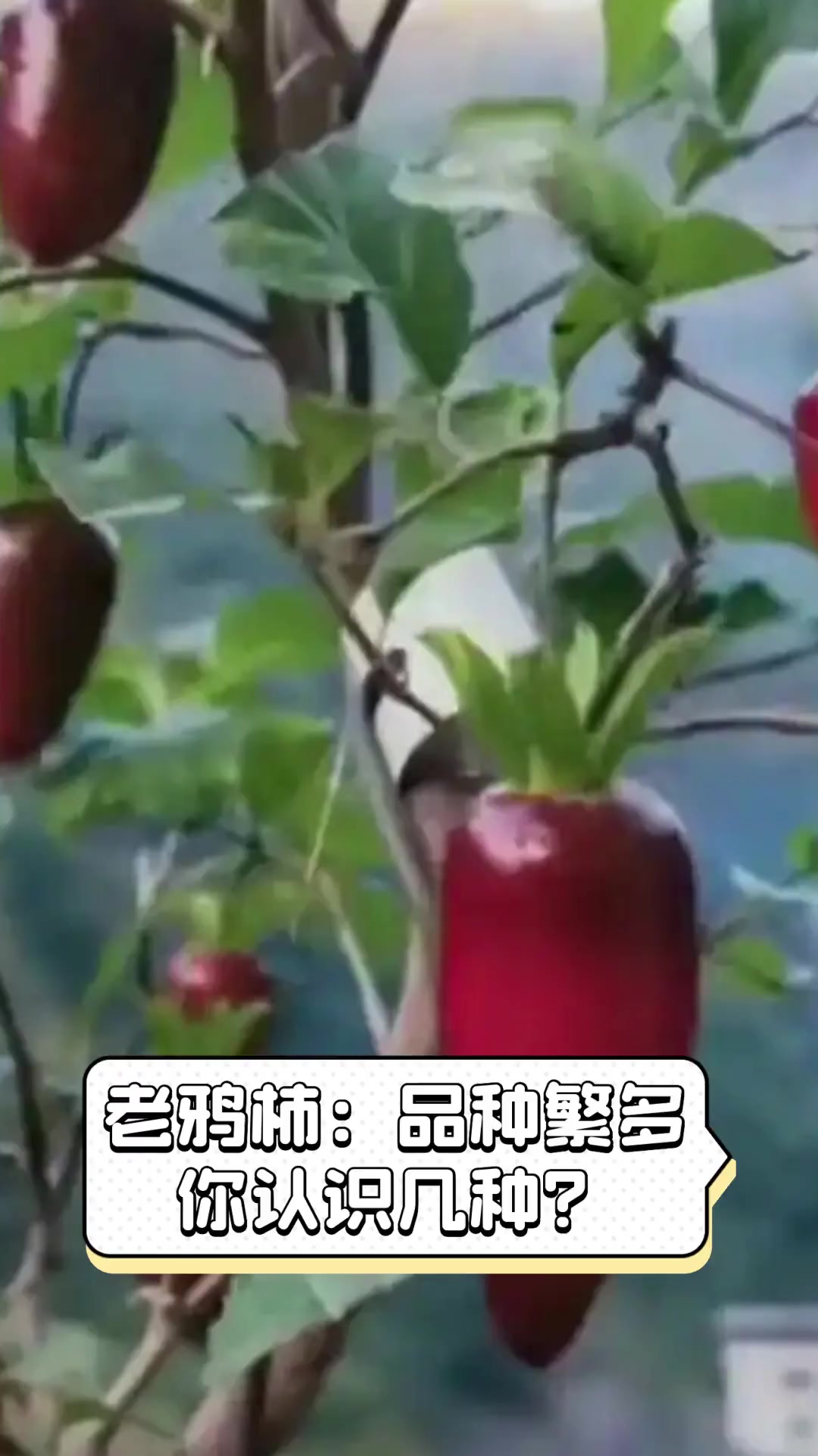 老鸦柿:品种繁多,你认识几种?