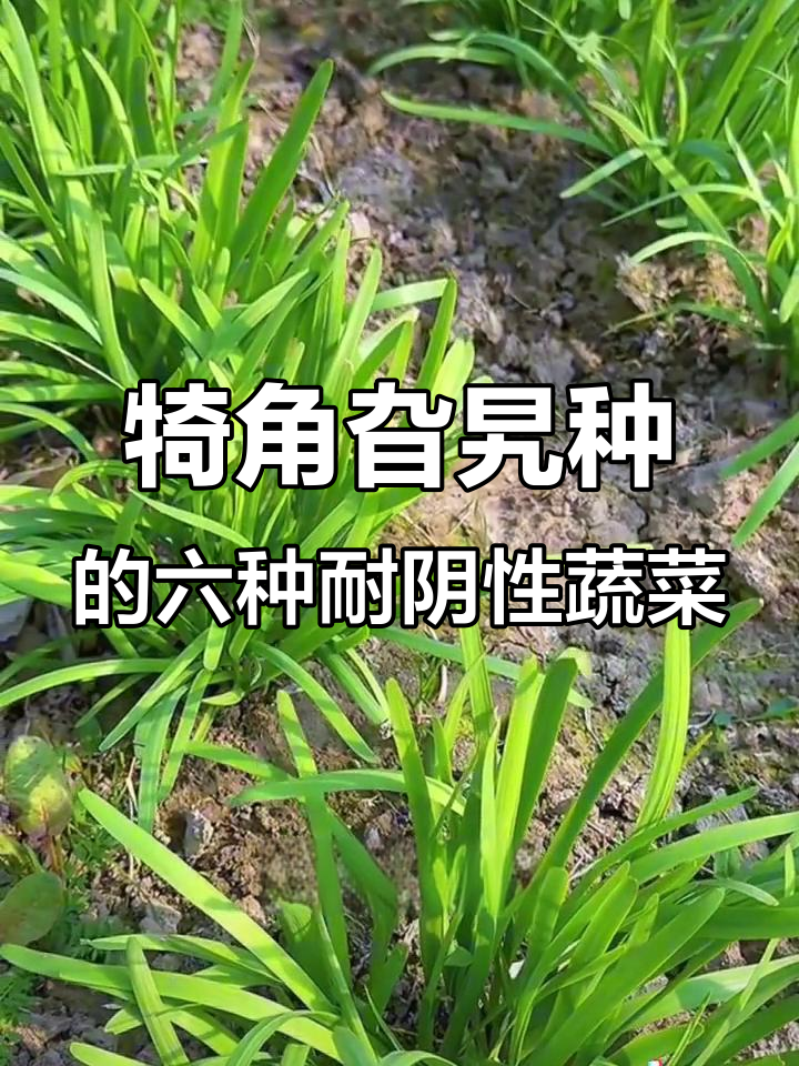 适合阴凉角落种植的6种蔬菜，光照不足也能长得好