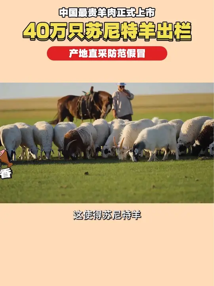 苏尼特羊肉为什么更好吃