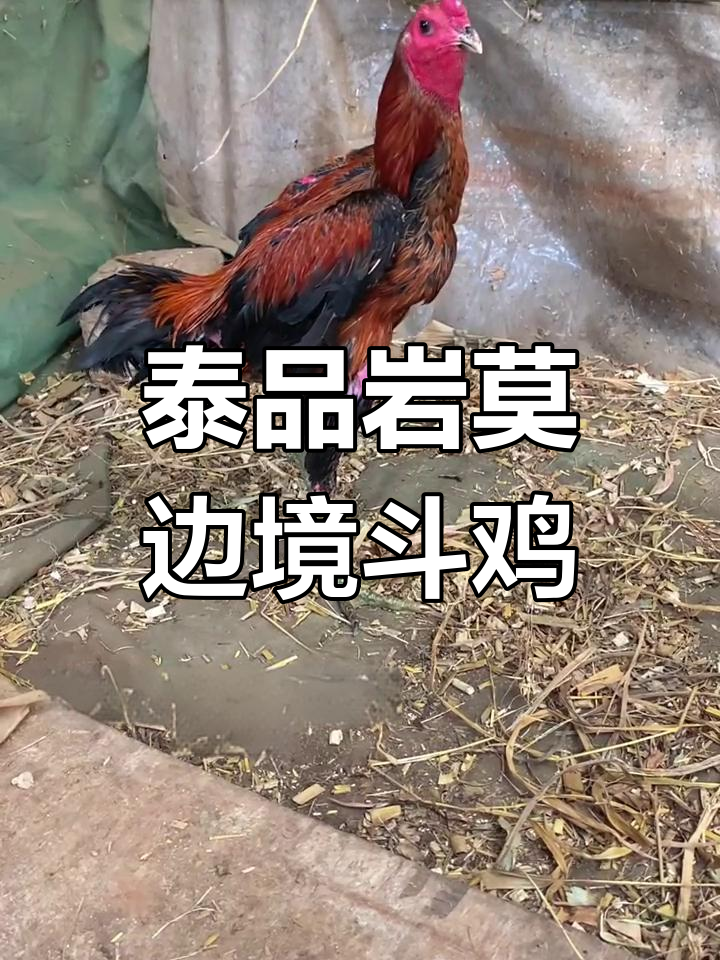 泰国斗鸡激烈对决,二十公里不看对手直接冲