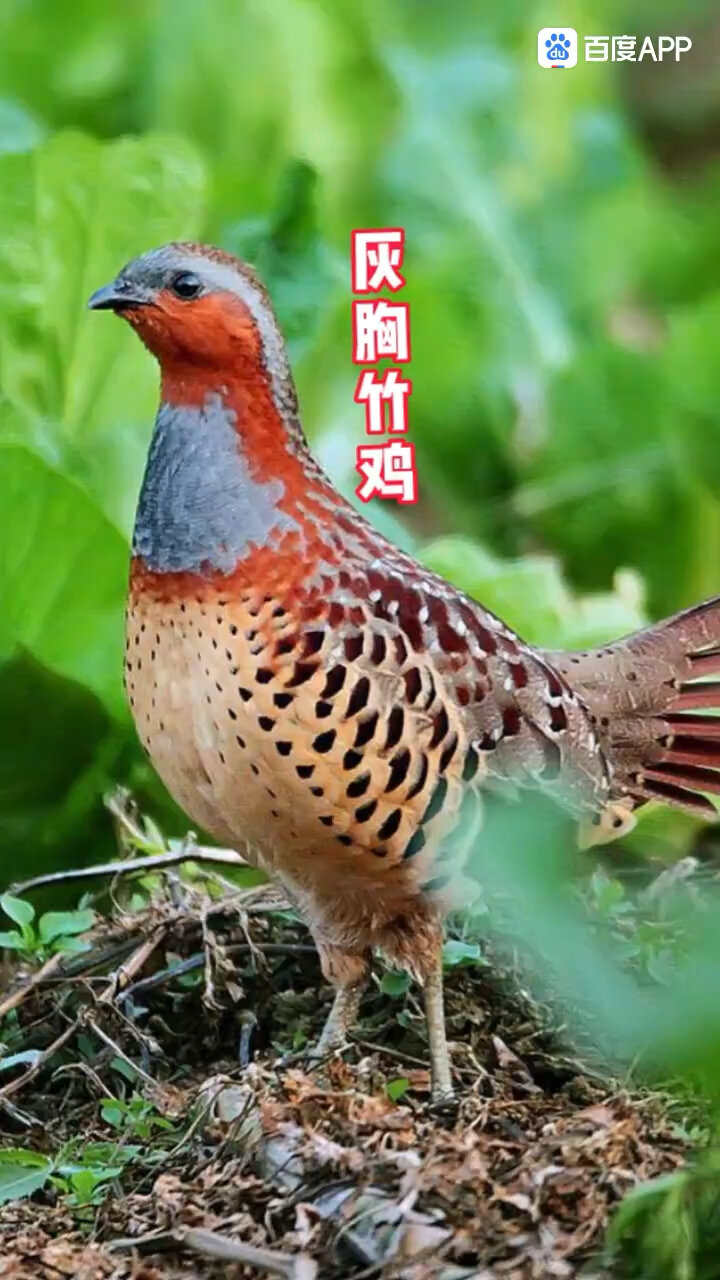 你们想要的公竹鸡叫声来了