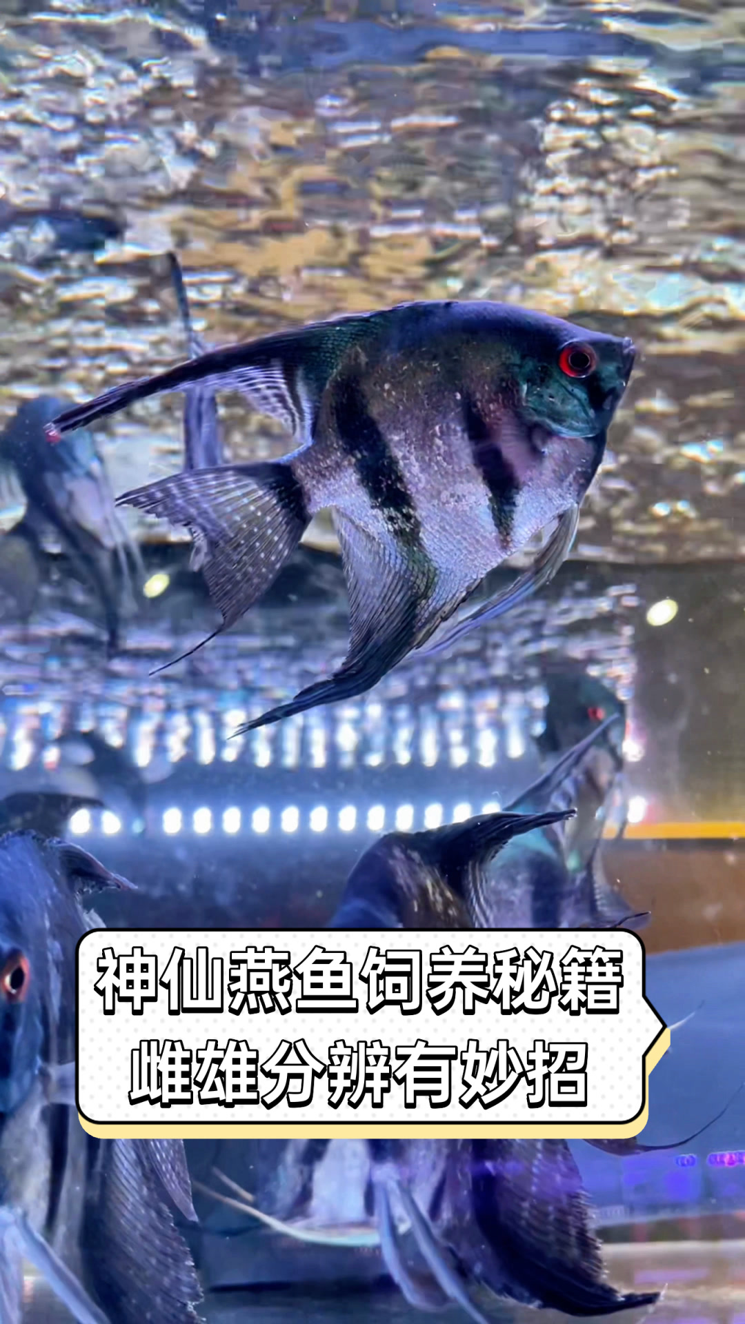 神仙燕鱼饲养秘籍,雌雄分辨有妙招