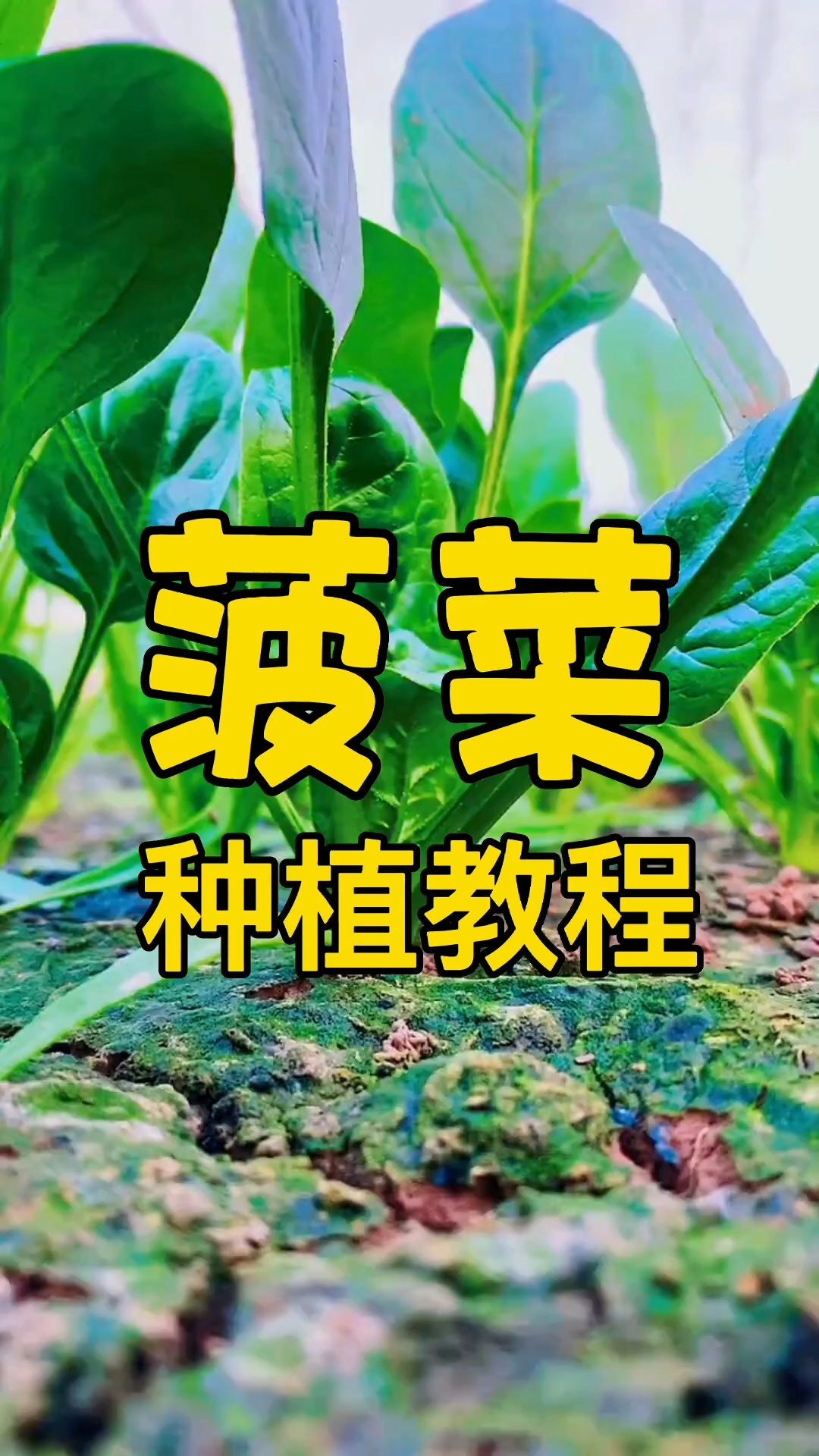 菠菜种植教程