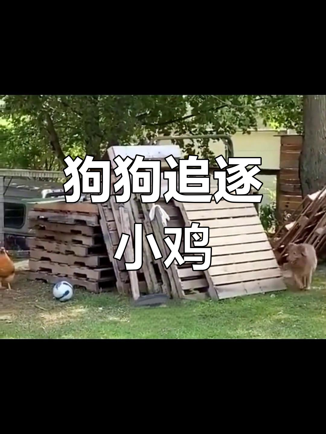 小狗追鸡闹翻天,笑到不行!