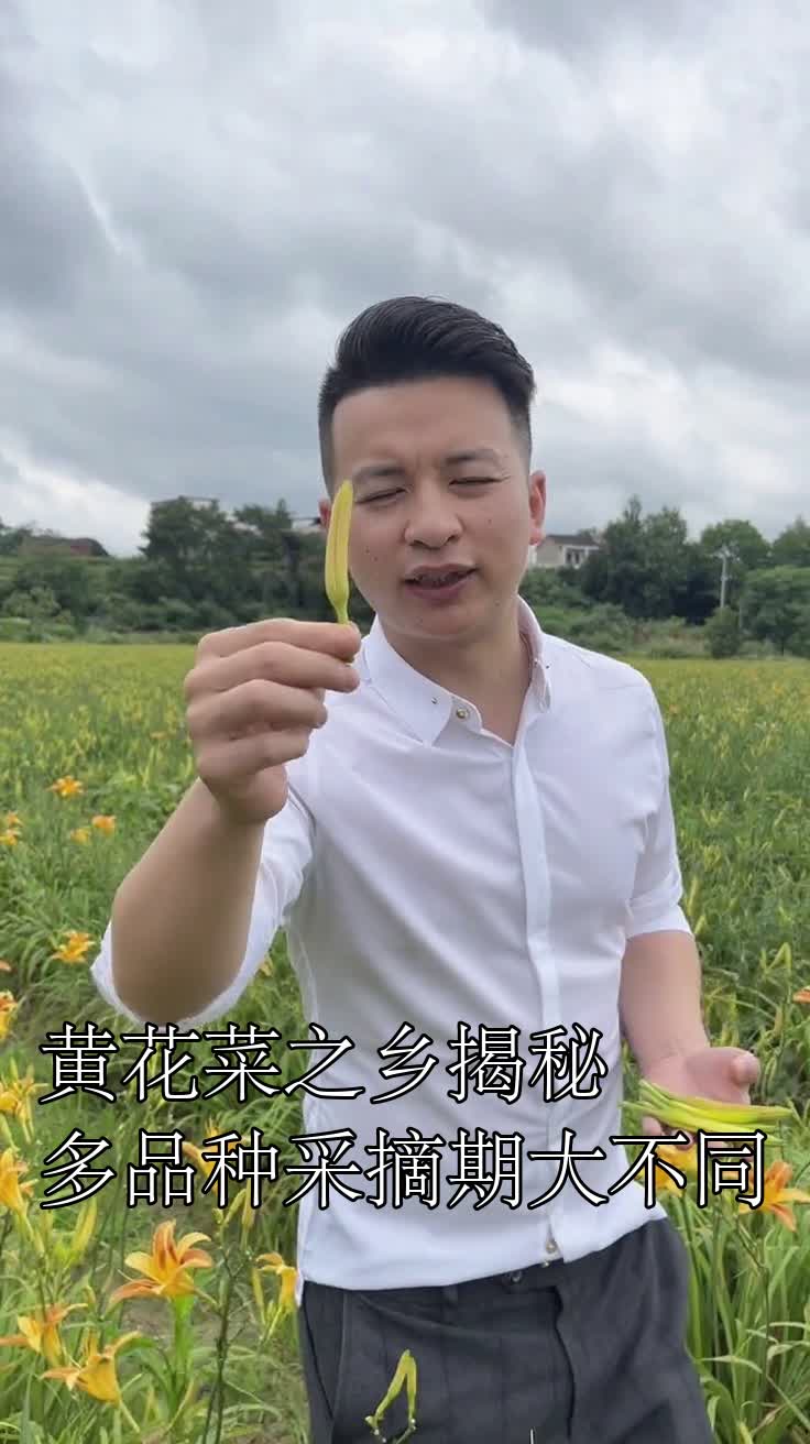 黄花菜之乡揭秘多品种采摘期大不同