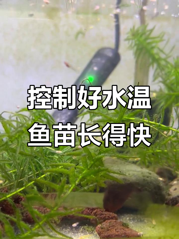 冬季孔雀鱼苗如何健康养殖?温度控制是关键