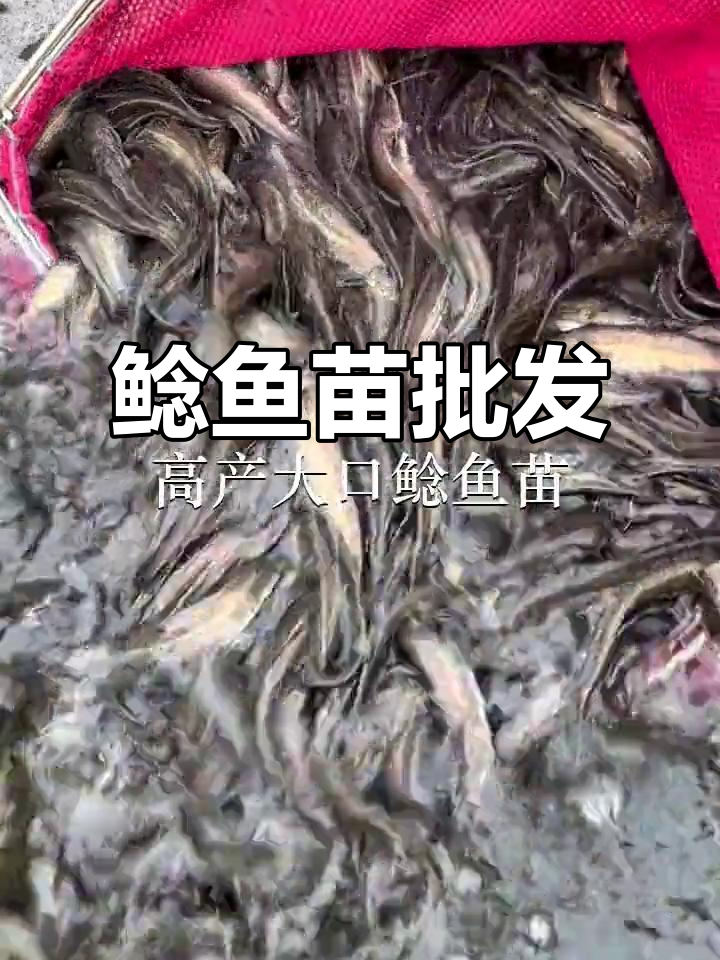 优质鲶鱼苗供应,广州、佛山及深圳多地可批发