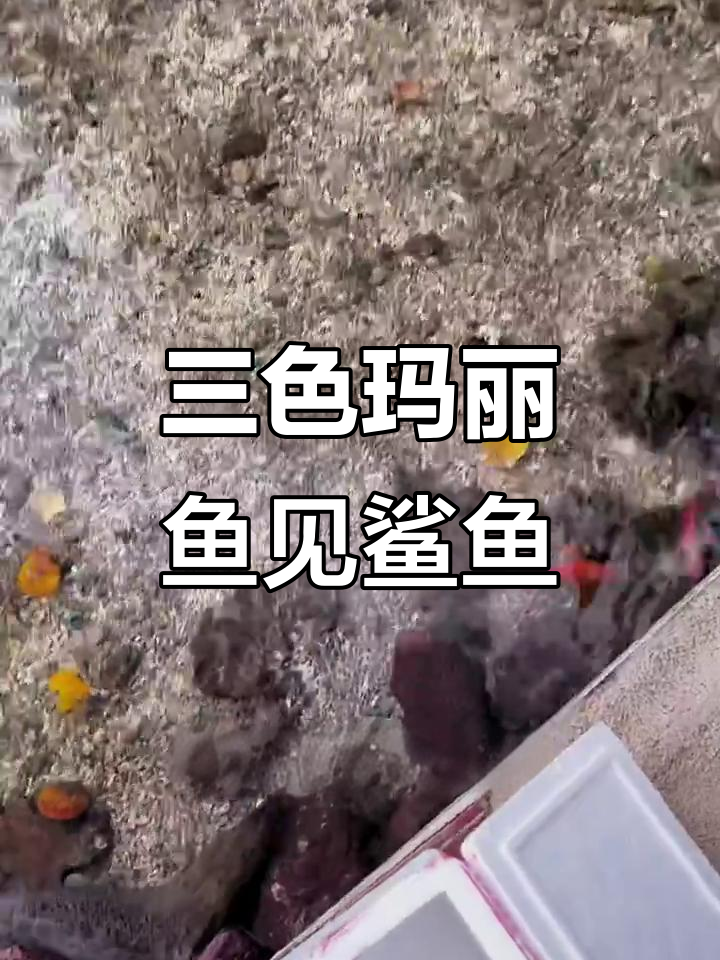 鲨鱼池迎来罕见三色玛丽鱼,重量级生物大揭秘