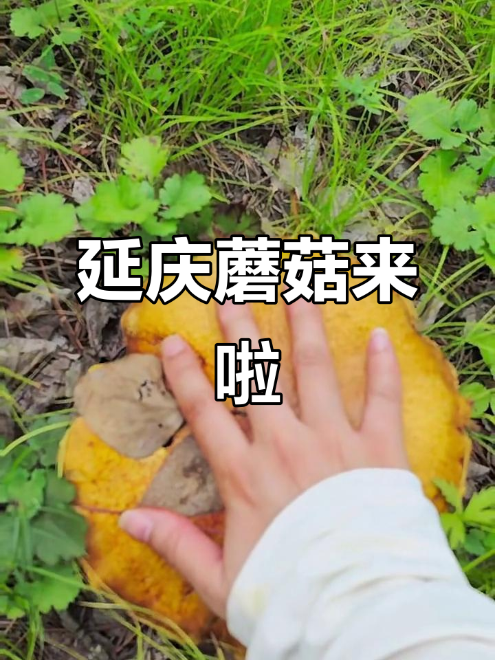 延庆蘑菇大丰收,超大超可爱!